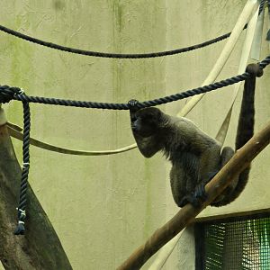 Amazonian wooly monkey - Zoo São Paulo