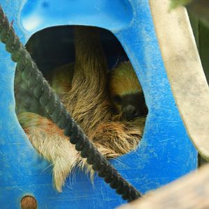 Two-toed sloth - Zoo São Paulo