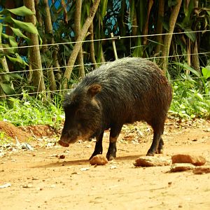 White-lipped peccary - Zoo São Paulo