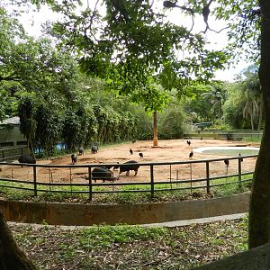 White-lipped peccary exhibit - Zoo São Paulo