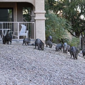 Some of my neighbors