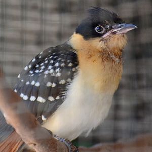 Great-spotted cuckoo, Clamator glandarius (2019)