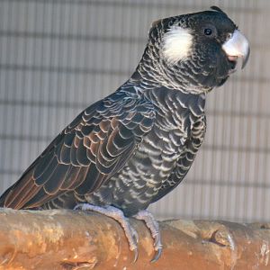 Short-billed black-cockatoo, Zanda latirostris (2019)
