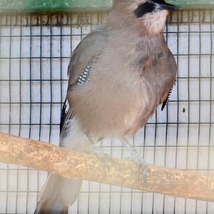 Cyprian jay, Garrulus glandarius glaszneri (2019)