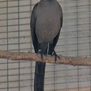 Ashy starling, Lamprotornis unicolor (2019)