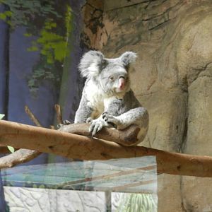 Koala - São Paulo aquarium