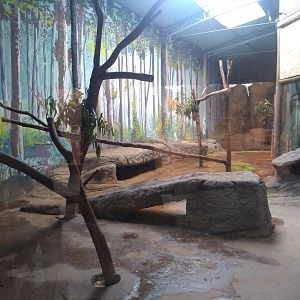 Koala exhibit - São Paulo aquarium