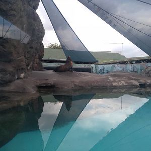 South American fur seal exhibit - São Paulo Aquarium