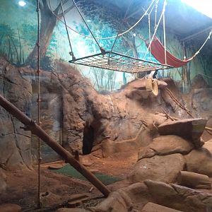 Colobus monkeys exhibit - São Paulo Aquarium