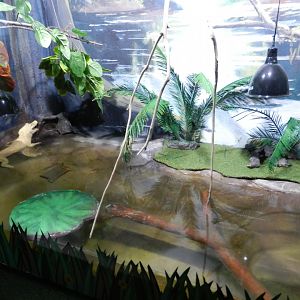 Albino Yacare caiman exhibit - São Paulo Aquarium