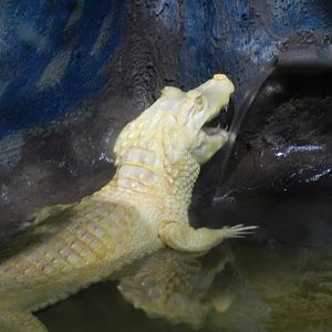 Albino Yacare caiman - São Paulo Aquarium
