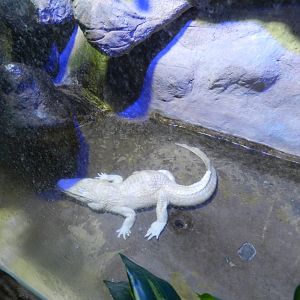 Albino Yacare caiman - São Paulo Aquarium