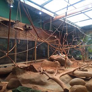 Ringtailed lemur exhibit - São Paulo Aquarium