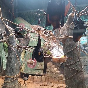 Flying foxes - São Paulo Aquarium