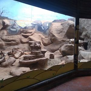 Meerkat exhibit - São Paulo Aquarium