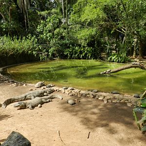 Main reptile pond - Zoo São Paulo