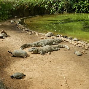 Main reptile pond - Zoo São Paulo