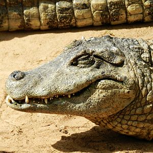 Broad-snouted caiman - Zoo São Paulo
