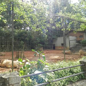 Warthog exhibit - Zoo São Paulo