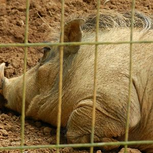 Warthog - Zoo São Paulo