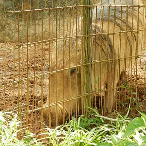 Warthog - Zoo São Paulo