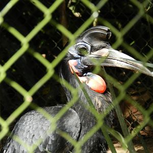 Abyssinian ground hornbill