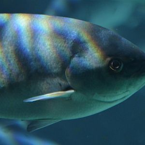 Medialuna californiensis