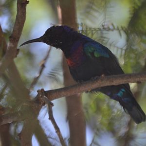 Cinnyris coccinigastrus