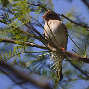 Female Vidua chalybeata