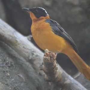 Cossypha niveicapilla