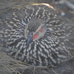 Pternistis leucoscepus