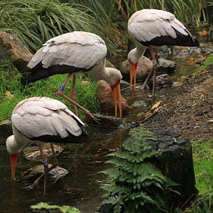 Yellow-billed storks (Mycteria ibis) in Snavelrijk October 2020