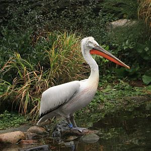 Dalmatian pelican (Pelecanus crispus) in Snavelrijk October 2020