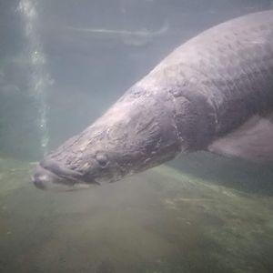 Dunia Air Tawar - Arapaima Gigas