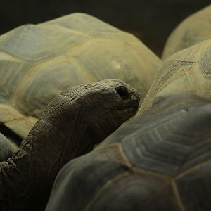 Aldabra giant tortoise (Aldabrachelys gigantea) in Dierenpark Amersfoort October 2020