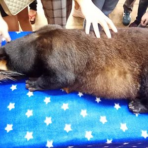 Indonesia Pet Expo 2018 - Sumatran Masked Palm Civet (Paguma larvata leucomystax)