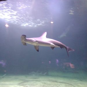 Scalloped Hammerhead Shark (Sphyrna lewini)
