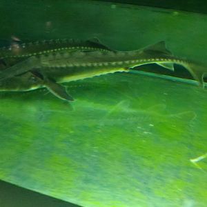 Dunia Air Tawar - Amur Sturgeon (Acipenser schrenckii)