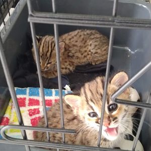 Private collection - Sunda Leopard Cat (Prionailurus javanensis)