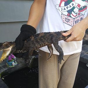 Private collection - Smooth-fronted Caiman (Paleosuchus trigonatus)
