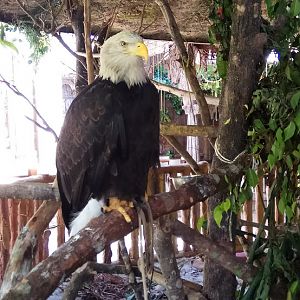 Bald Eagle (Haliaeetus leucocephalus)