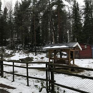 Gute sheep from Gotland