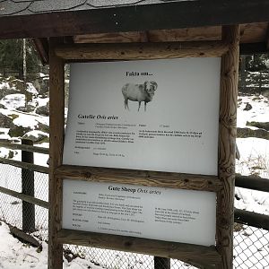Gute sheep from Gotland