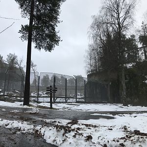 Brown bear and grey wolf