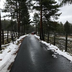 Path by red deer and fallow deer