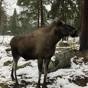 Elk