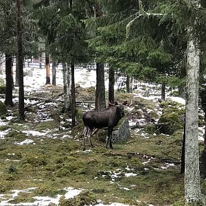 Elk