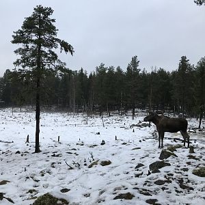 Elk
