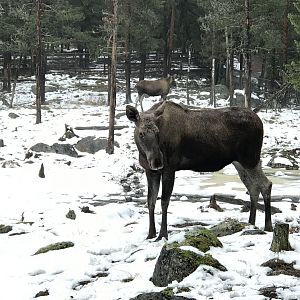 Elk