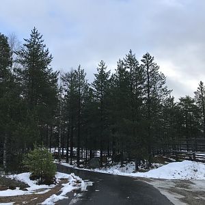 Path between elk and wisent